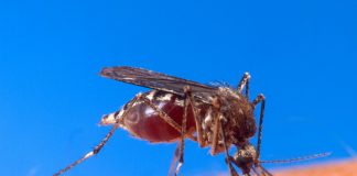 Aedes Aegypti (Foto: Agência Brasil)