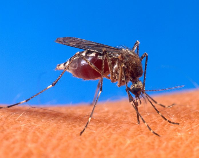 Aedes Aegypti (Foto: Agência Brasil)
