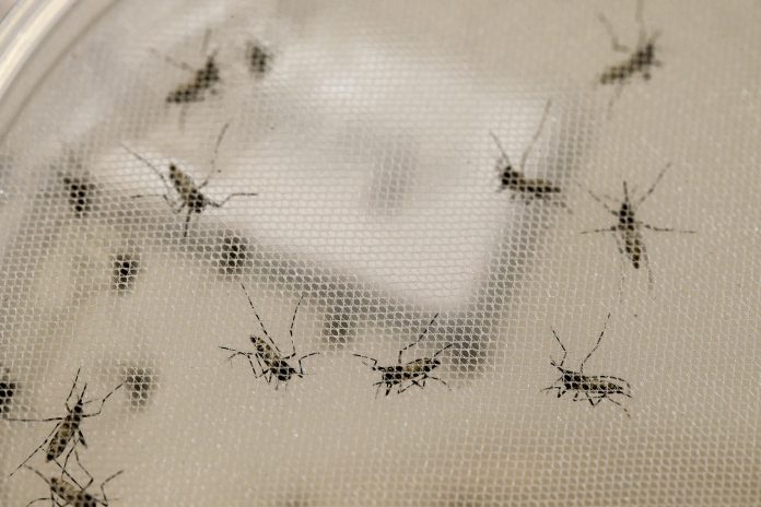 Aedes Aegypti (Foto: Marcos Santos/USP Imagens)